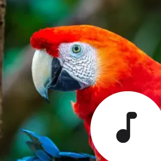 Parrot Sounds डाउनलोड करें – तोते की मधुर आवाज़ें और मज़ेदार ट्यून्स